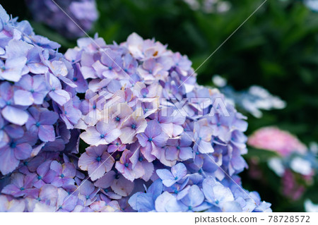 hydrangea   78728572