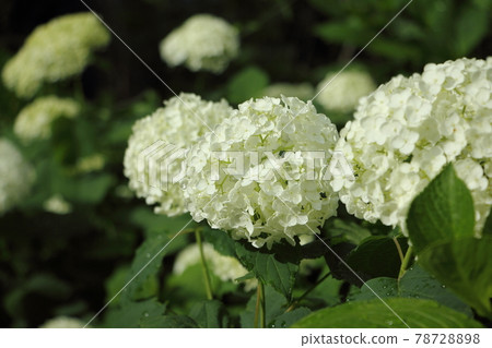 Annabel (hydrangea) Annabel (hydrangea) 78728898