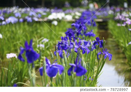Hana shawub (iris) 78728997