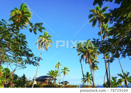 Palm trees and blue sky Palm trees and blue sky 78729104