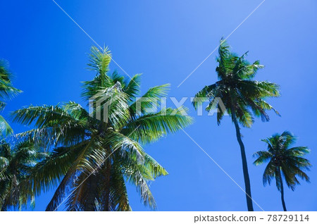 棕櫚樹和藍天 棕櫚樹和藍天 78729114
