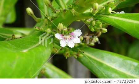 One flower of beach naupaka One flower of beach naupaka 78729284