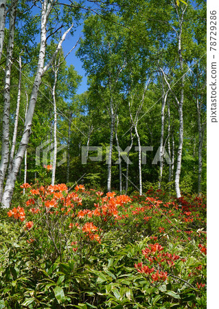 Renge azalea of the Yachiho Plateau 78729286