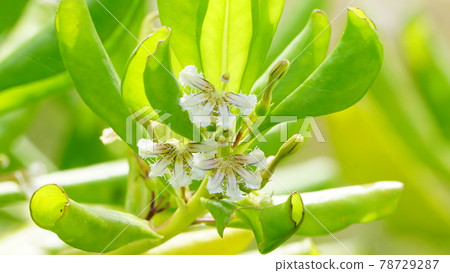 Flowers blooming on the beach Flowers blooming on the beach 78729287