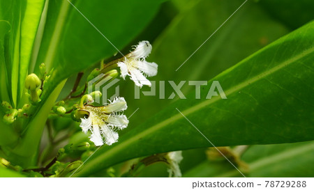 Beach naupaka in full bloom on the beach Beach naupaka in full bloom on the beach 78729288