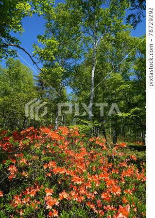 Renge azalea of the Yachiho Plateau Renge azalea of the Yachiho Plateau 78729292