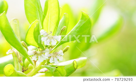 Beach naupaka that blooms silently Beach naupaka that blooms silently 78729293