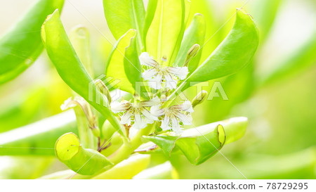 Bright white flower beach naupaka Bright white flower beach naupaka 78729295