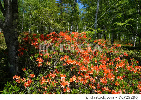 Renge azalea of the Yachiho Plateau Renge azalea of the Yachiho Plateau 78729296
