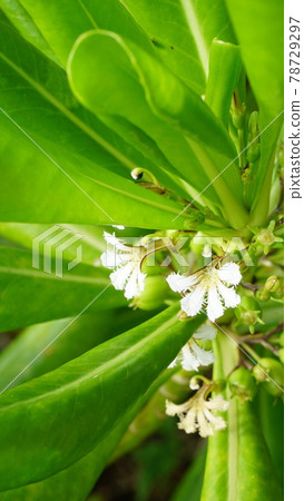 Tide-resistant plant naupaka Tide-resistant plant naupaka 78729297