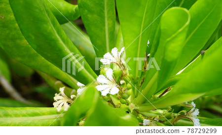 Beach naupaka is abundant on the coastline Beach naupaka is abundant on the coastline 78729299