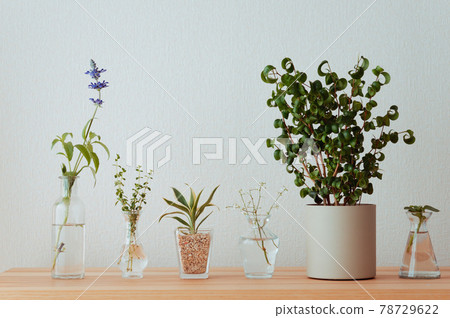 Small vases and foliage plants lined up 78729622