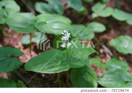 False lily of the valley flower, forest in Kamikochi in June 78729674