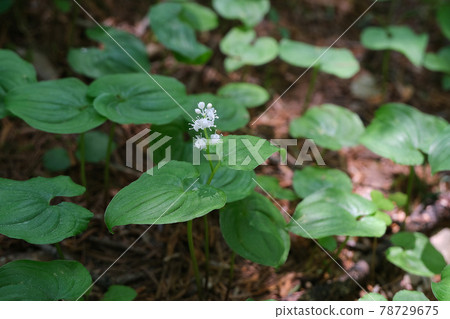 False lily of the valley flower, forest in Kamikochi in June 78729675