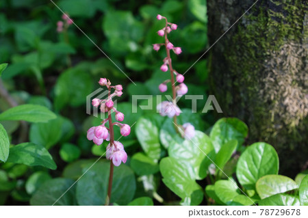 Pyrola asarifolia, forest in Kamikochi in June Pyrola asarifolia, forest in Kamikochi in June 78729678