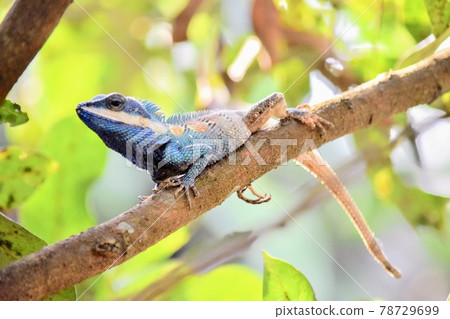 藍蜥蜴 藍蜥蜴 78729699