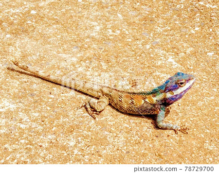 藍蜥蜴 78729700