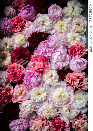 Peony flower Peony flower 78729909