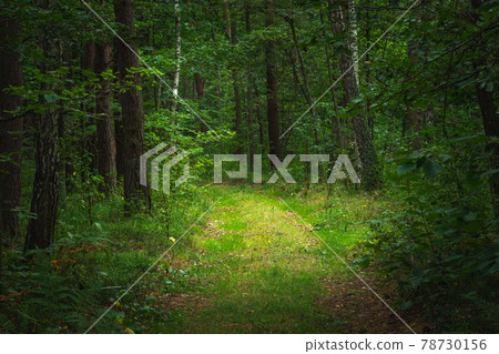 A path in a dense green forest 78730156