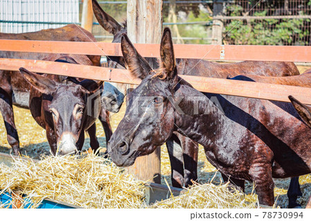 Beautiful donkeys eat hay with their heads stuck between the boards of the aviary Beautiful donkeys eat hay with their heads stuck between the boards of the aviary 78730994