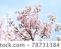 櫻桃樹 78731384