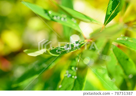 雨後 雨後 78731387