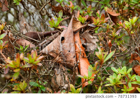 Dead leaves Dead leaves 78731393