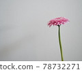 pink gerbera 78732271