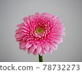 pink gerbera 78732273