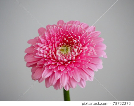 粉色非洲菊 78732273