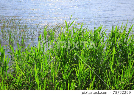 Water Gardenㆍ Water Gardenㆍ 78732299