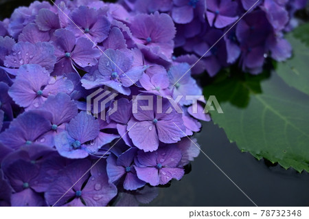 漂浮在水碗和水面上的繡球花 78732348