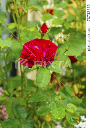 Pink fucsia roseflower in sunlight in summer garden, english roses, abstract green background Pink fucsia roseflower in sunlight in summer garden, english roses, abstract green background 78732383