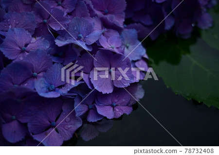 Hydrangea flowers floating on the water bowl and water surface 78732408