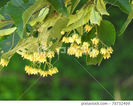 菩提樹花 菩提樹花 78732409