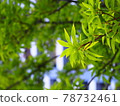 Fresh green leaves 78732461