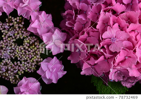漂浮在水碗和水面上的繡球花 漂浮在水碗和水面上的繡球花 78732469