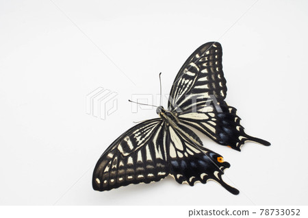 Ageha 白色背景 78733052