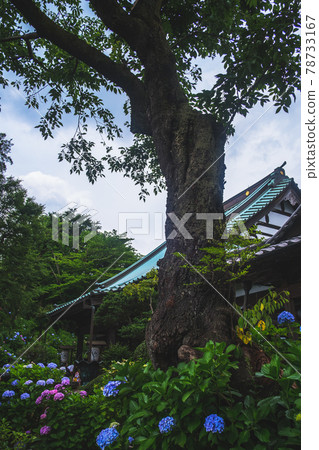 神奈川縣川崎市美麗繡球花的神社寺院 78733167