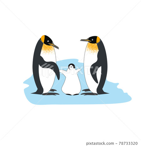 A family of Royal penguins A family of Royal penguins 78733320