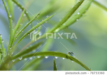Kokia leaves with water droplets Kokia leaves with water droplets 78733360