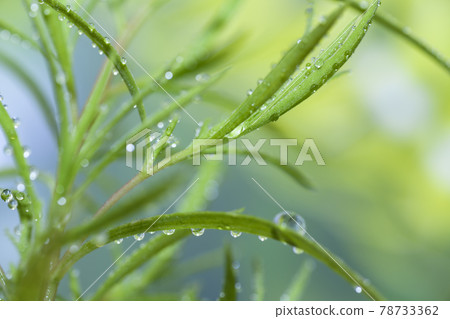 Kokia leaves with water droplets Kokia leaves with water droplets 78733362