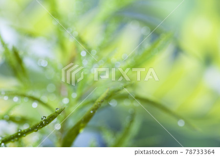 Kokia 葉子與水滴 78733364