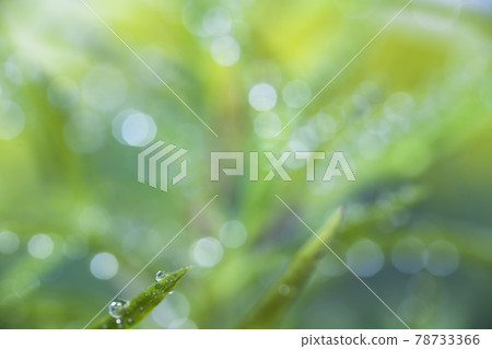 Kokia 葉子與水滴 78733366