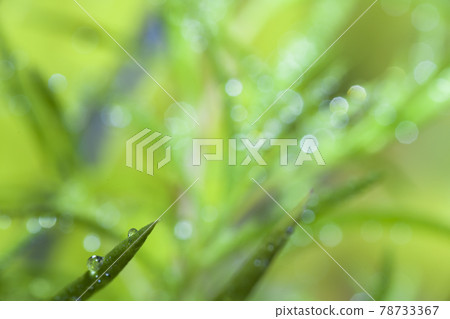 Kokia leaves with water droplets 78733367