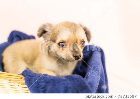Chihuahua puppy small dog Chihuahua puppy small dog 78733597