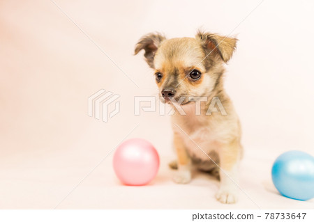 Chihuahua puppy small dog Chihuahua puppy small dog 78733647