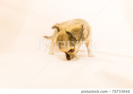 Chihuahua puppy small dog Chihuahua puppy small dog 78733648