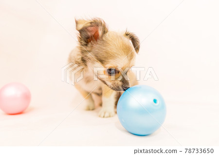 Chihuahua puppy small dog Chihuahua puppy small dog 78733650