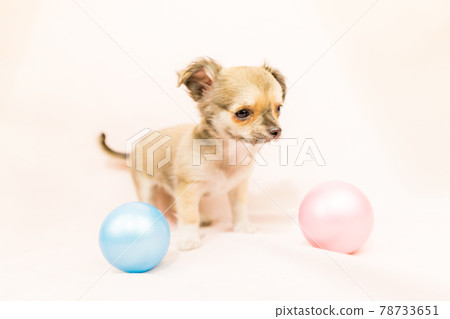 Chihuahua puppy small dog Chihuahua puppy small dog 78733651